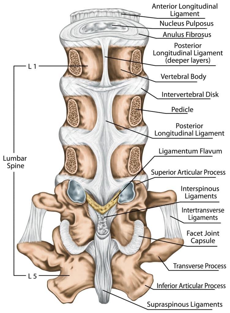 The ligaments of the lumbar spine