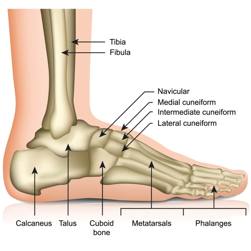 metatarsophalangeal joints