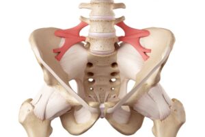 Iliolumbar Ligament e1713989731754