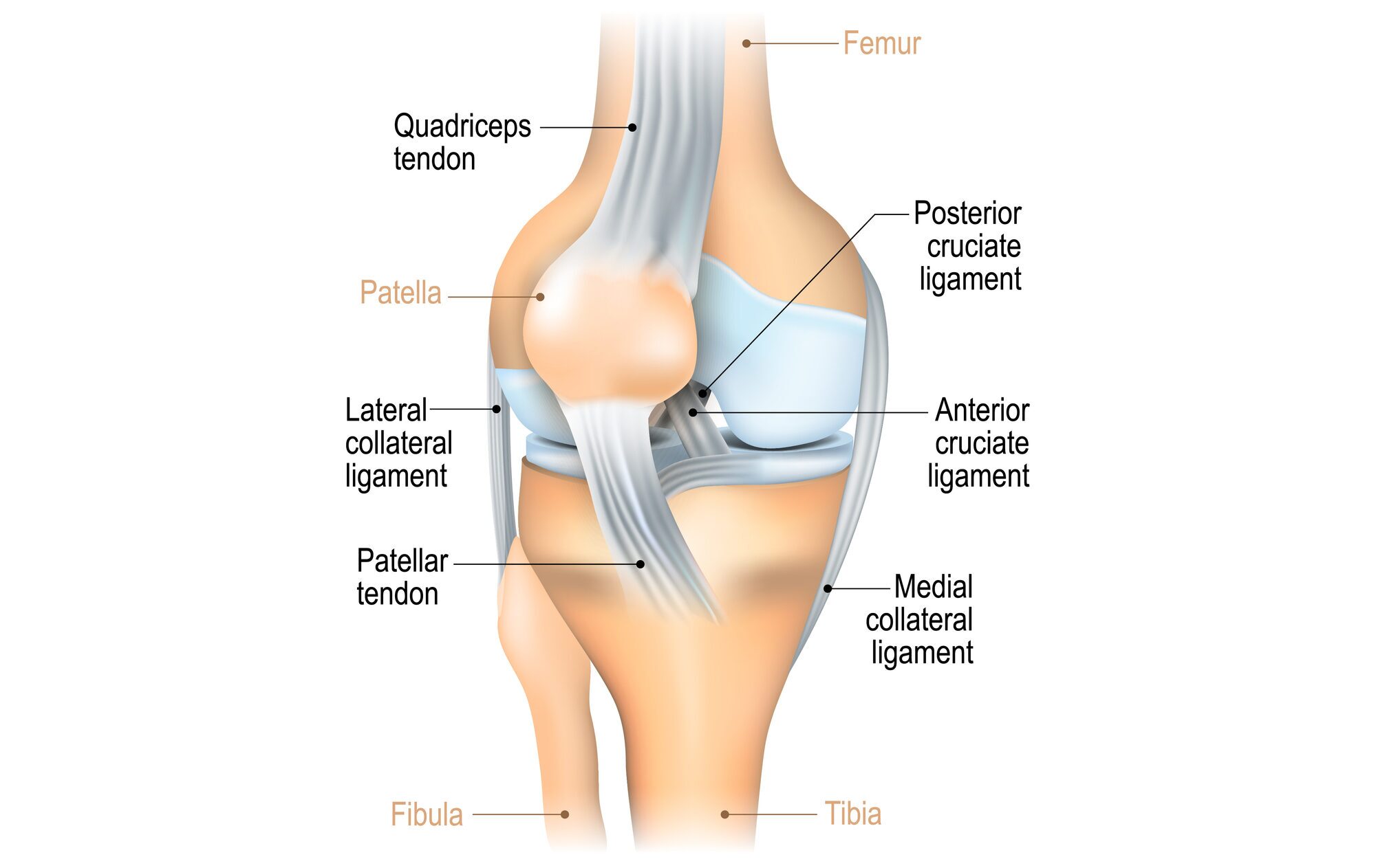 Ligaments of the knee