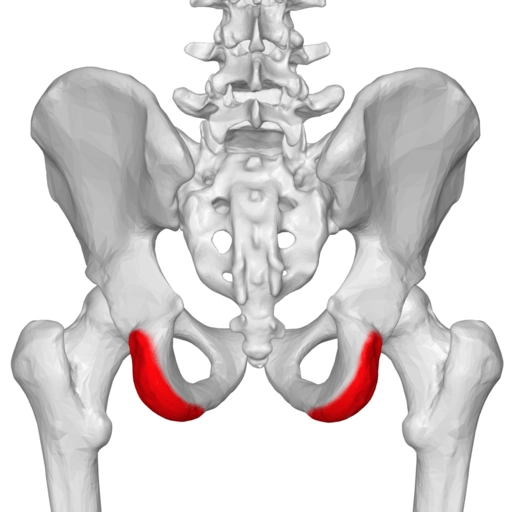 Ischial tuberosity 02-1 posterior view