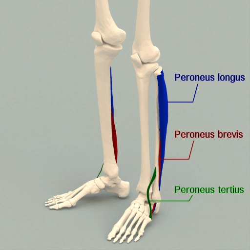 Peroneus muscles